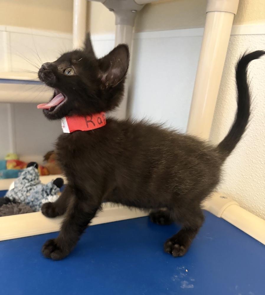 Enlarge Raphael, a Adoptable mixed breed in Challis, ID image 1/2