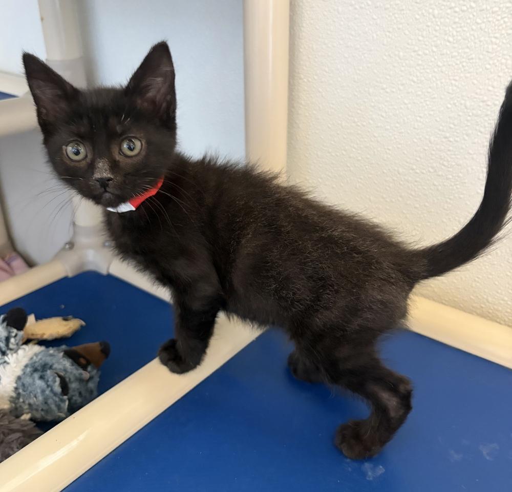 Enlarge Raphael, a Adoptable mixed breed in Challis, ID image 2/2