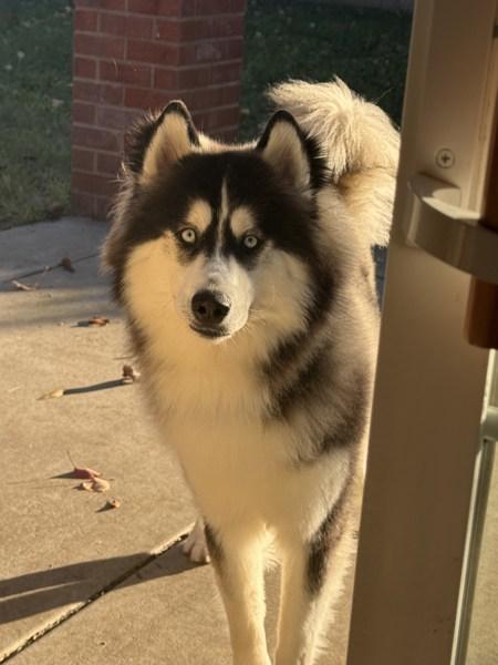 Badger, Adoptable, Young Male Siberian Husky.