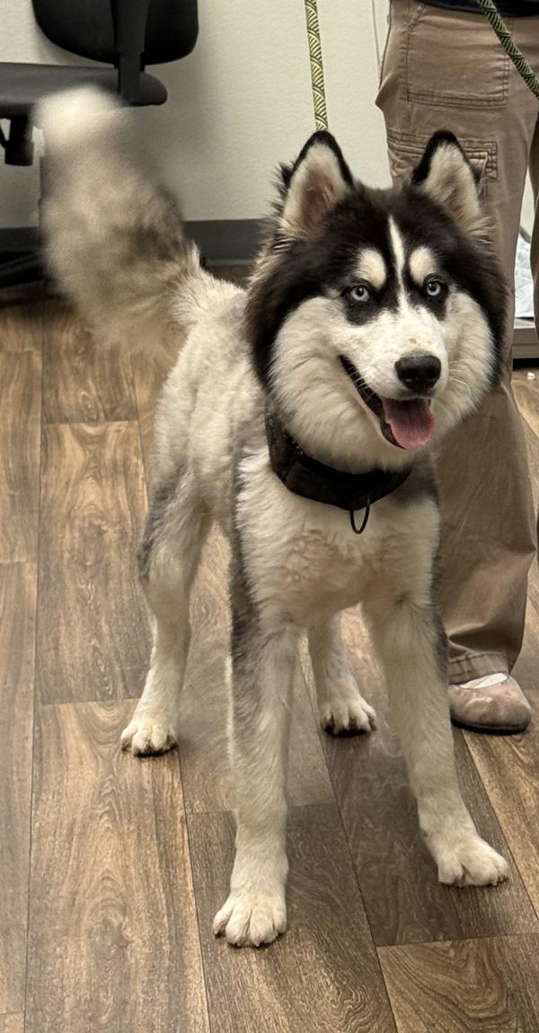 Enlarge Badger, a Adoptable mixed breed in Escondido, CA image 1/4