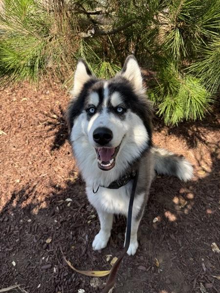 Enlarge Badger, a Adoptable mixed breed in Escondido, CA image 2/4