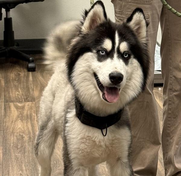 Enlarge Badger, a Adoptable mixed breed in Escondido, CA image 3/4