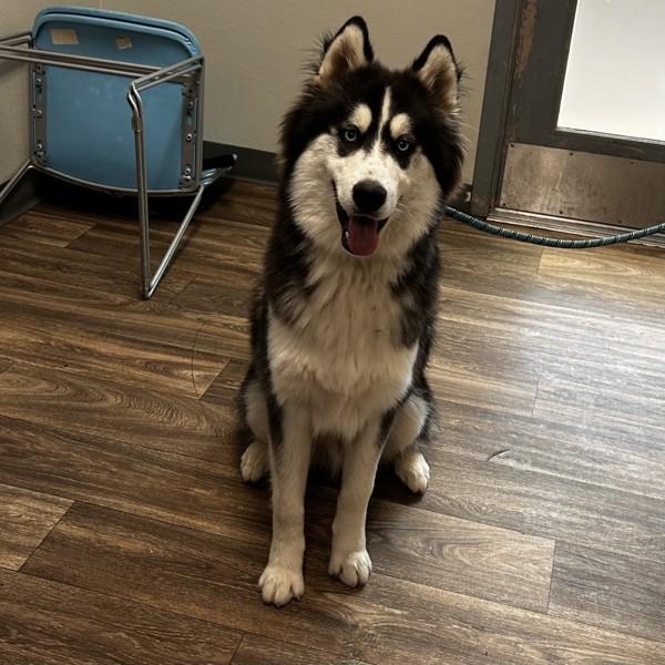 Enlarge Badger, a Adoptable mixed breed in Escondido, CA image 4/4