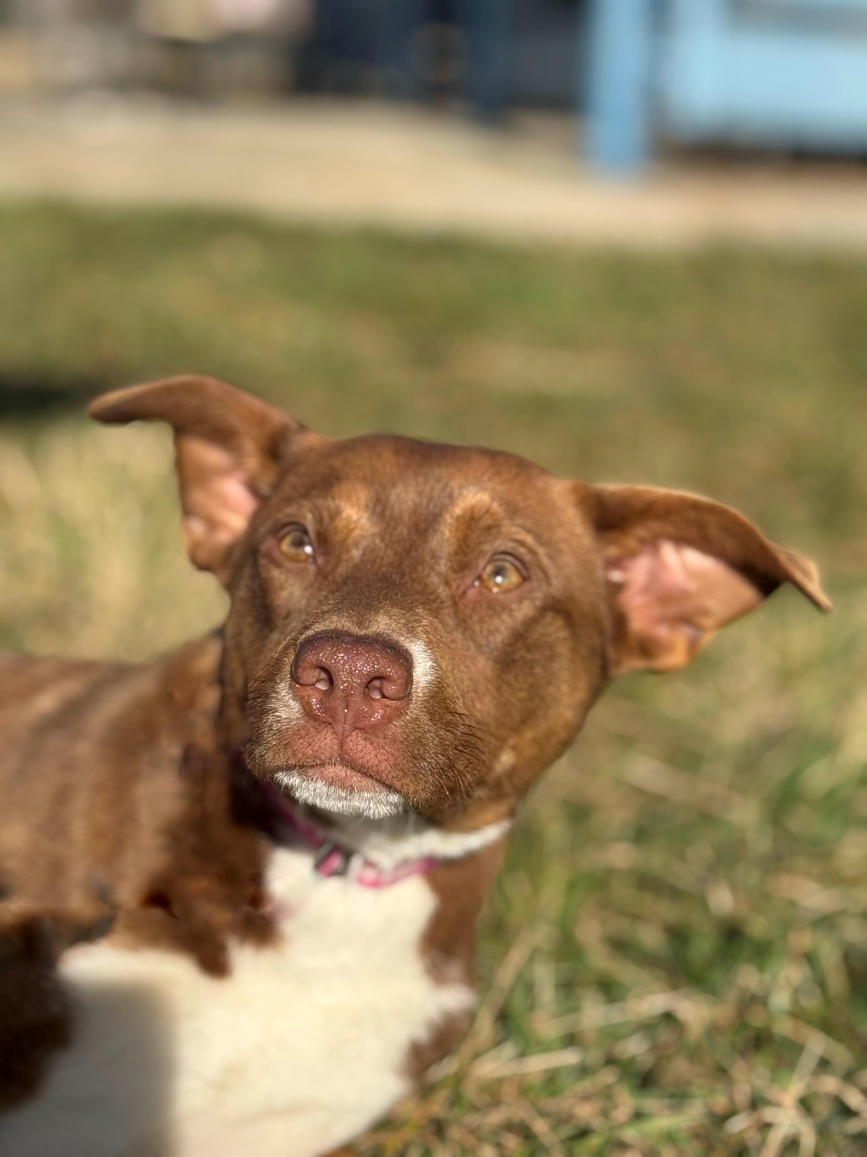 Enlarge Pippi, a Adoptable mixed breed in Twin Falls, ID image 2/4