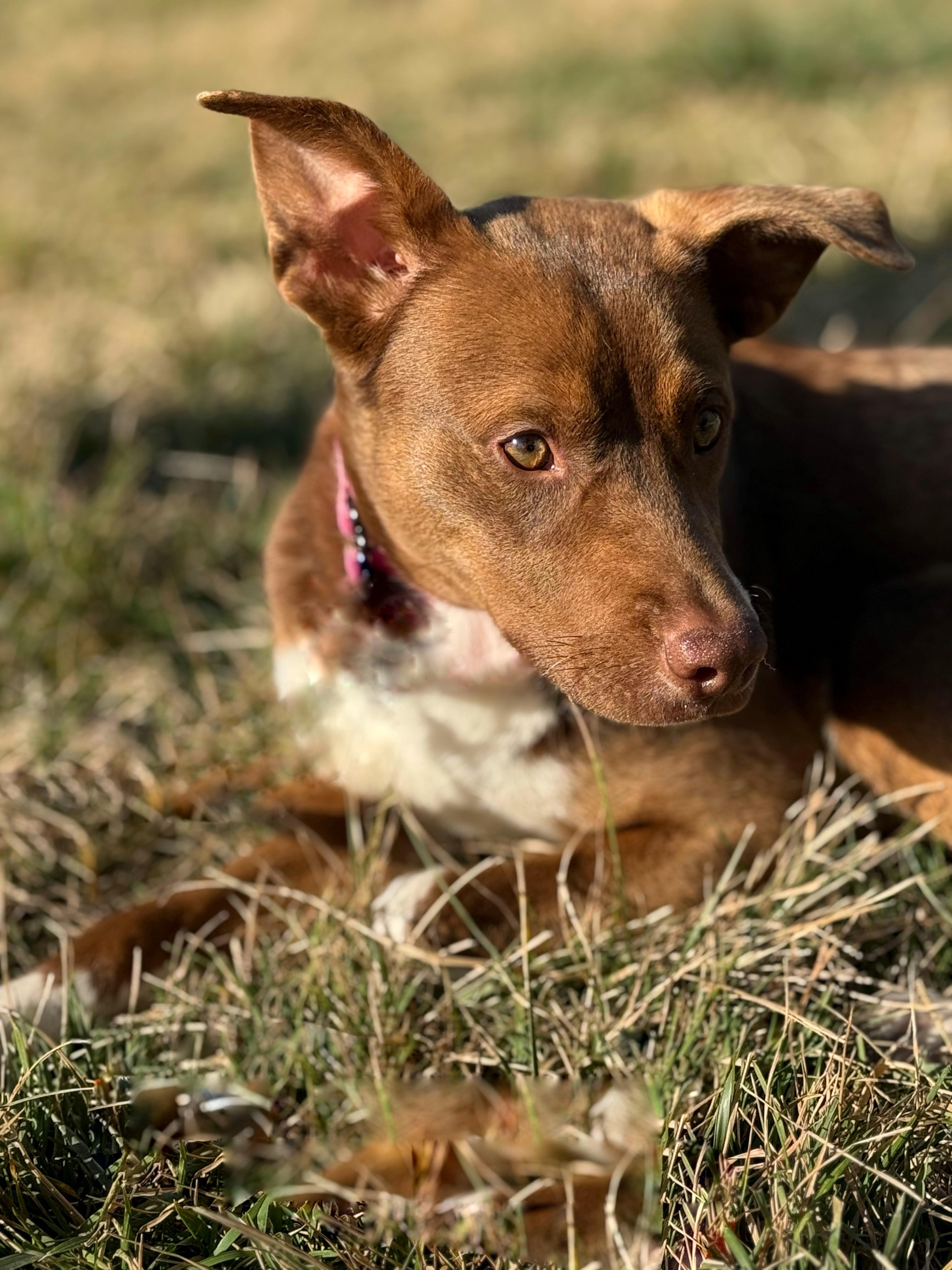 Pippi — thumbnail 3