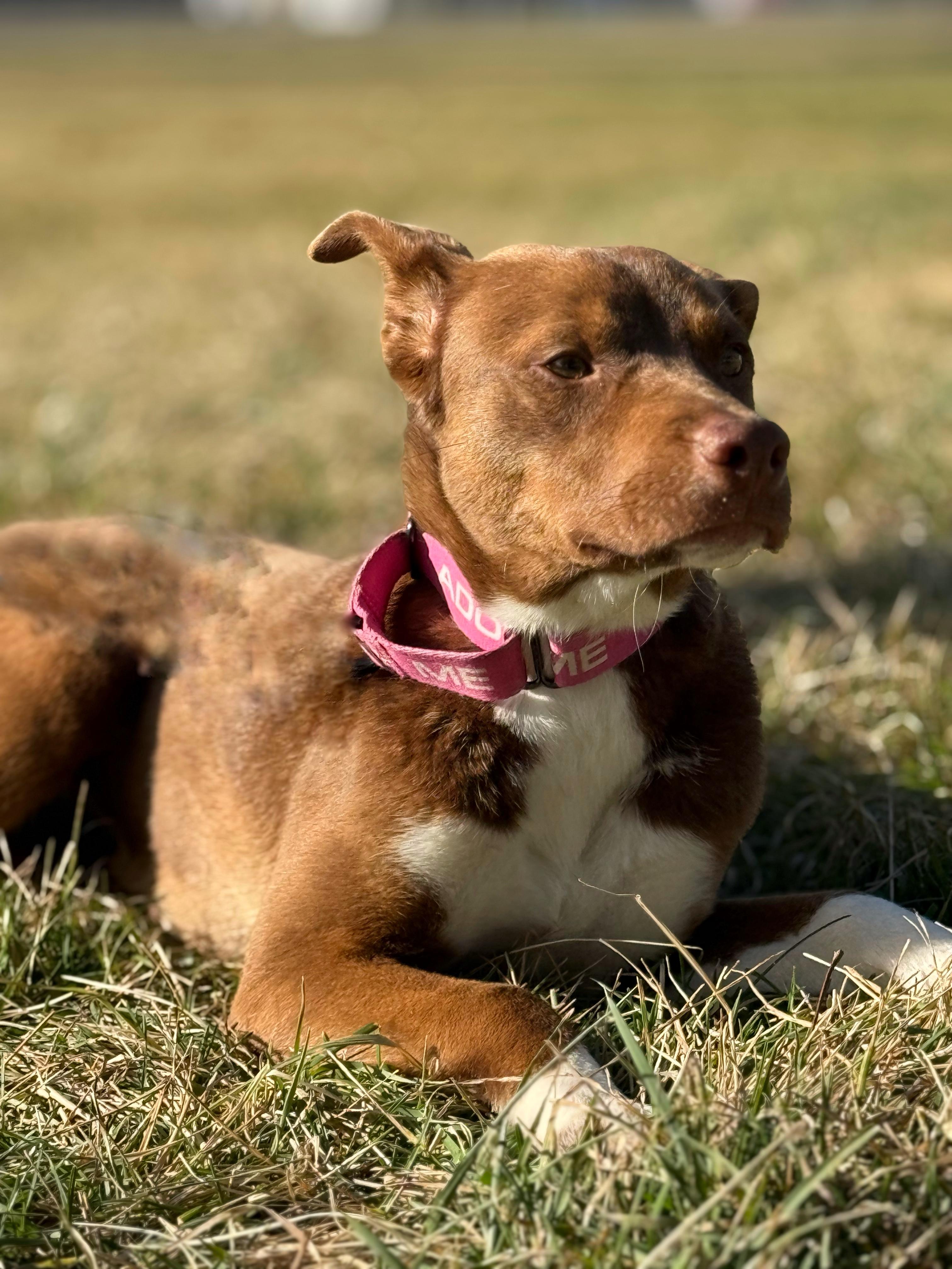 Enlarge Pippi, a Adoptable mixed breed in Twin Falls, ID image 4/4