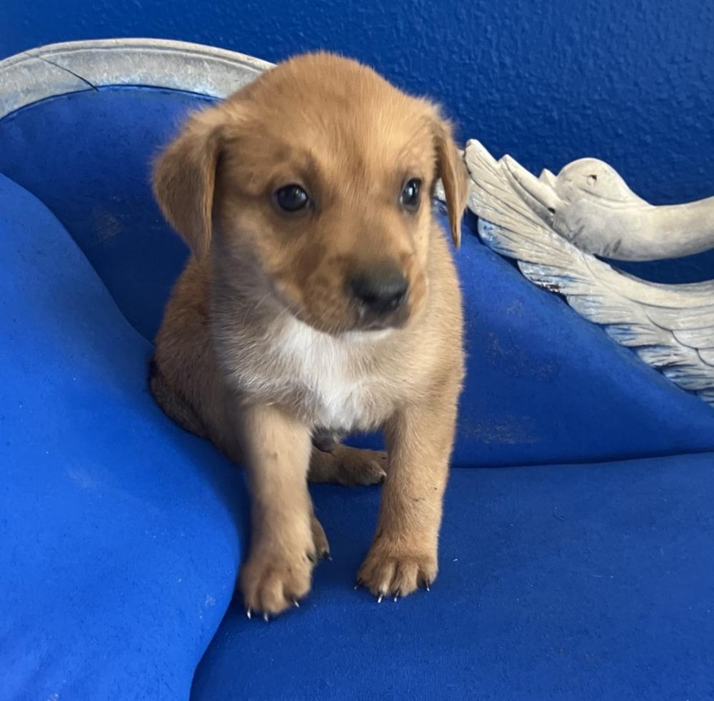 Spud, Adoptable, Puppy Male Cattle Dog.