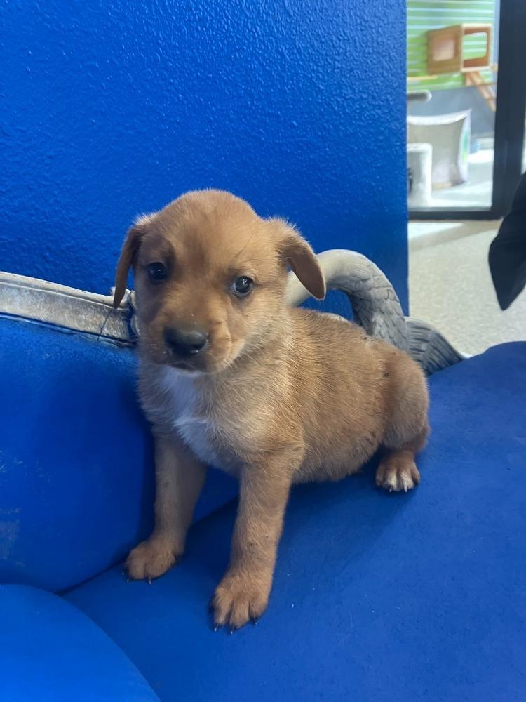 Enlarge Spud, a Adoptable mixed breed in Wolcott, CT image 2/5