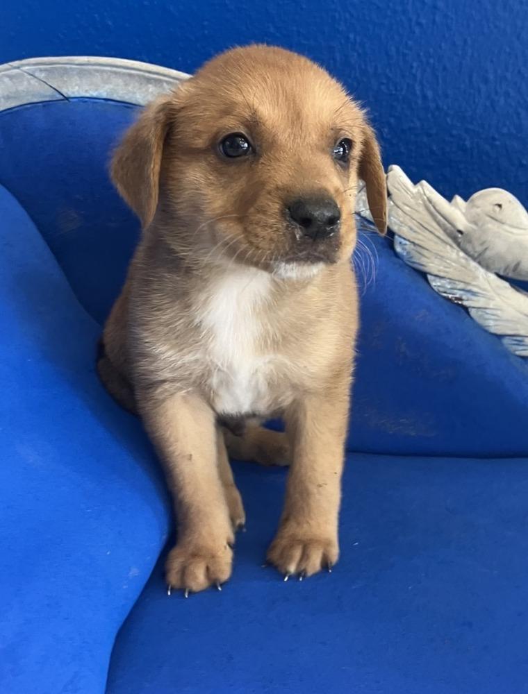 Enlarge Spud, a Adoptable mixed breed in Wolcott, CT image 3/5