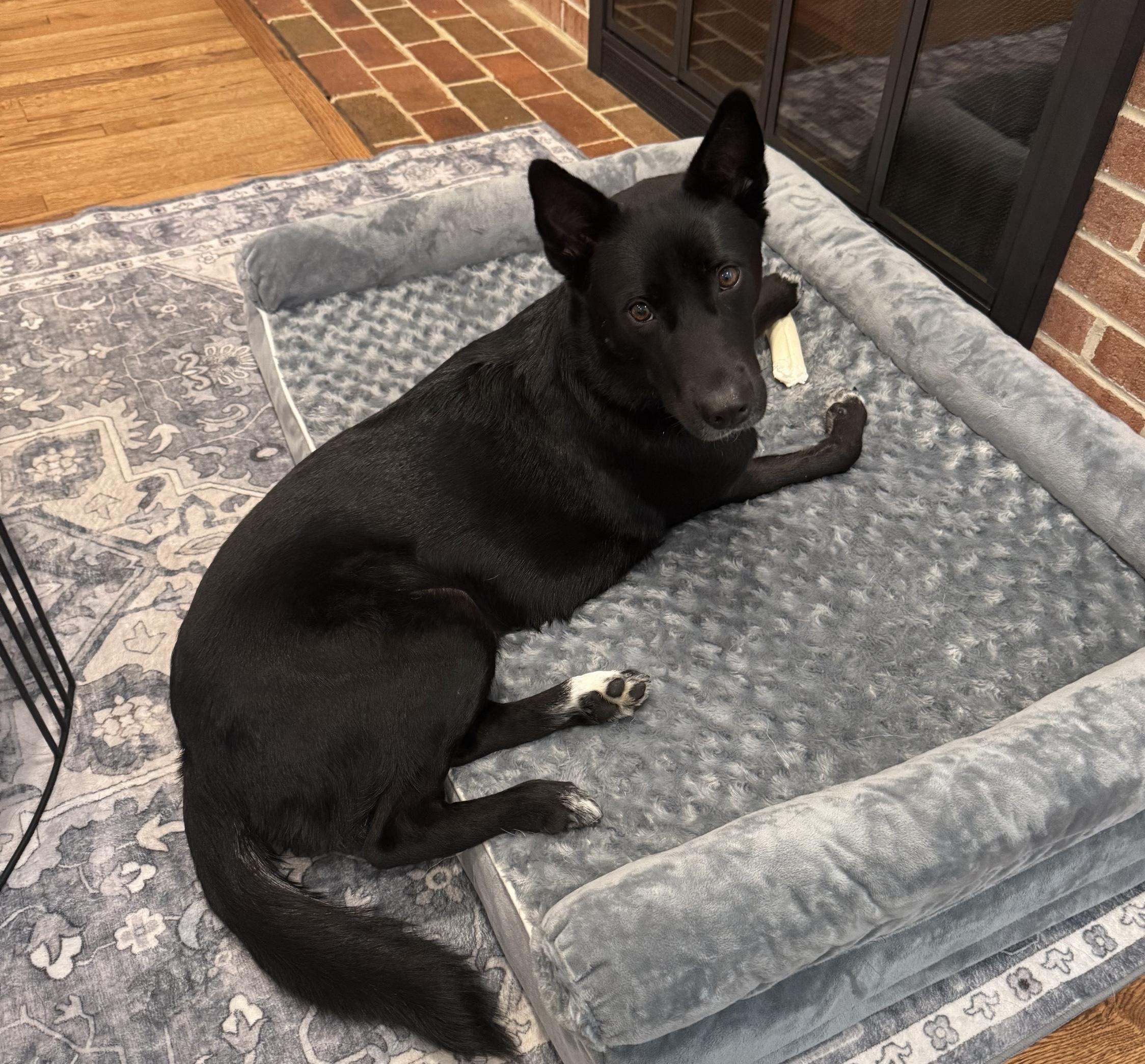 LOLA, a Adoptable mixed breed in Centreville, VA image 1/6