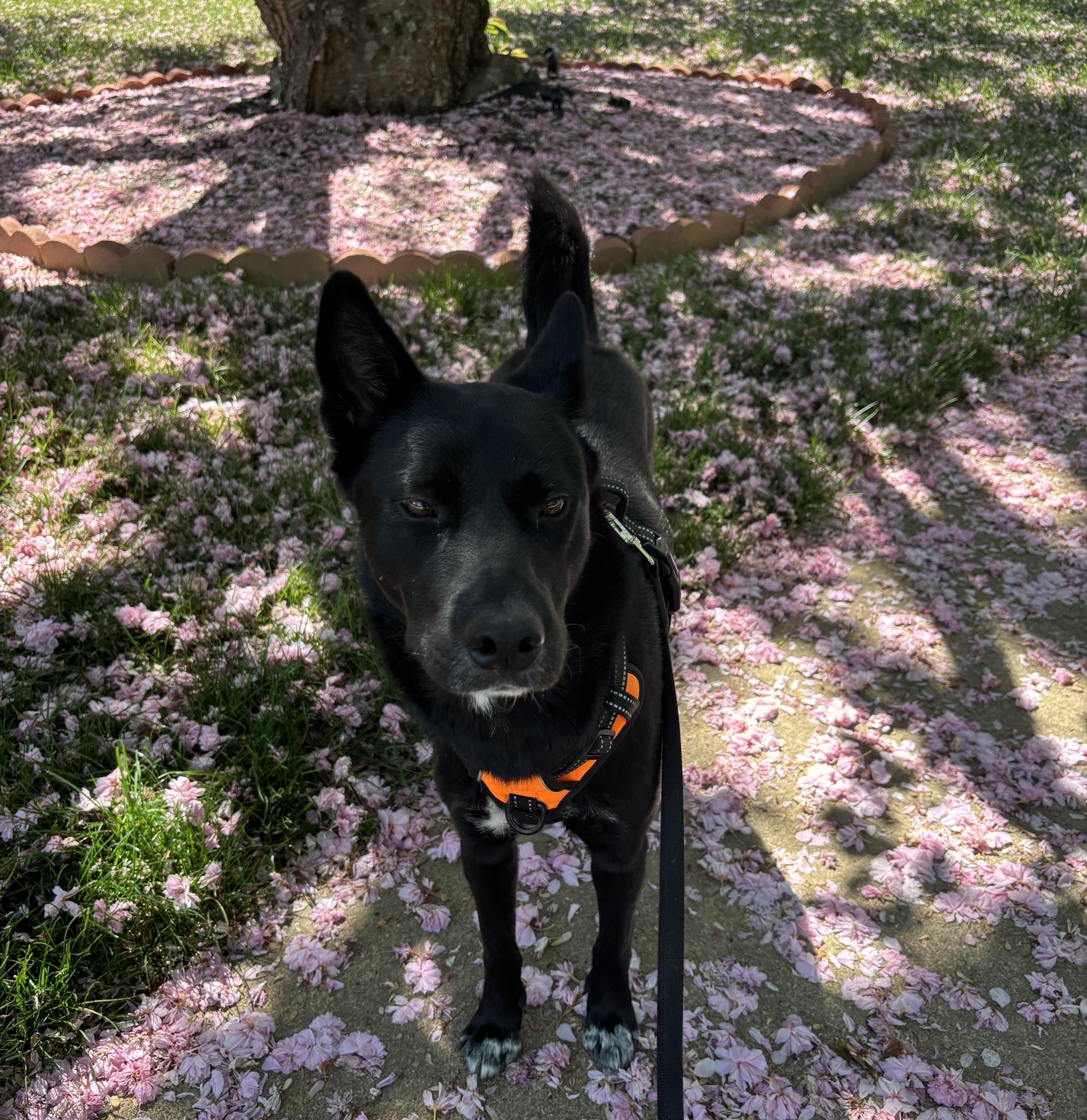 LOLA, a Adoptable mixed breed in Centreville, VA image 2/6