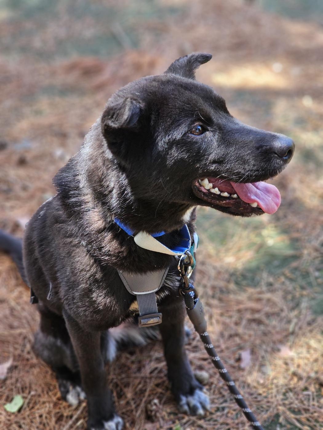 LOLA, a Adoptable mixed breed in Centreville, VA image 3/6