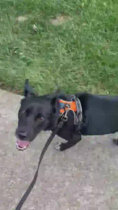 Enlarge LOLA, a Adoptable mixed breed in Centreville, VA video 6/6