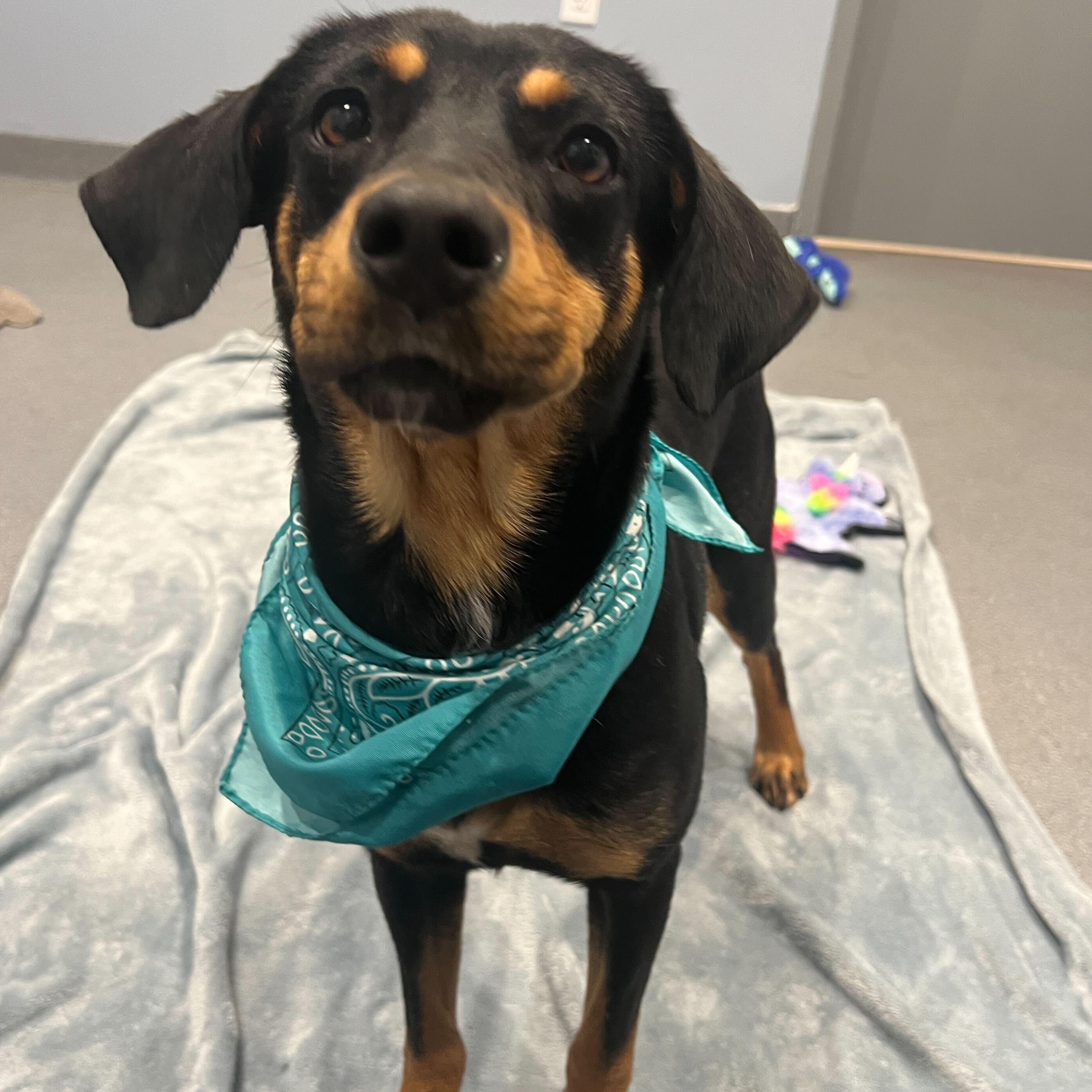 Enlarge Birdo, an adoptable Mixed Breed in Canal Winchester, OH image 2/3