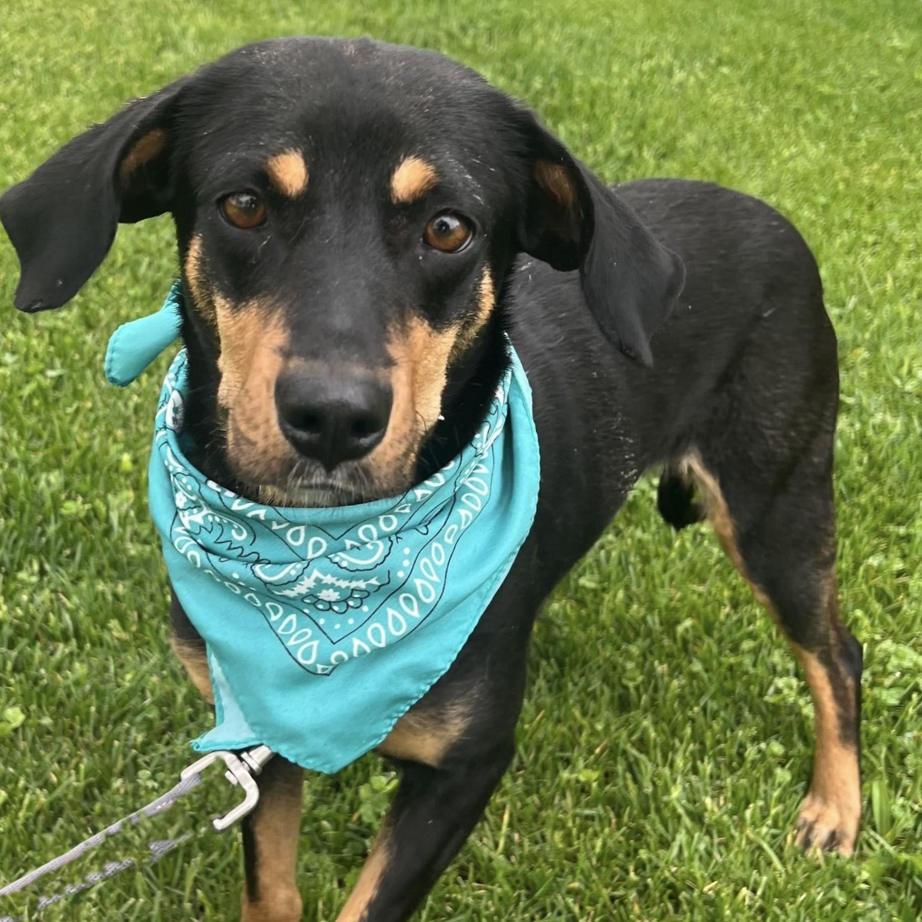 Birdo, adoptable, Adult Female Mixed Breed.