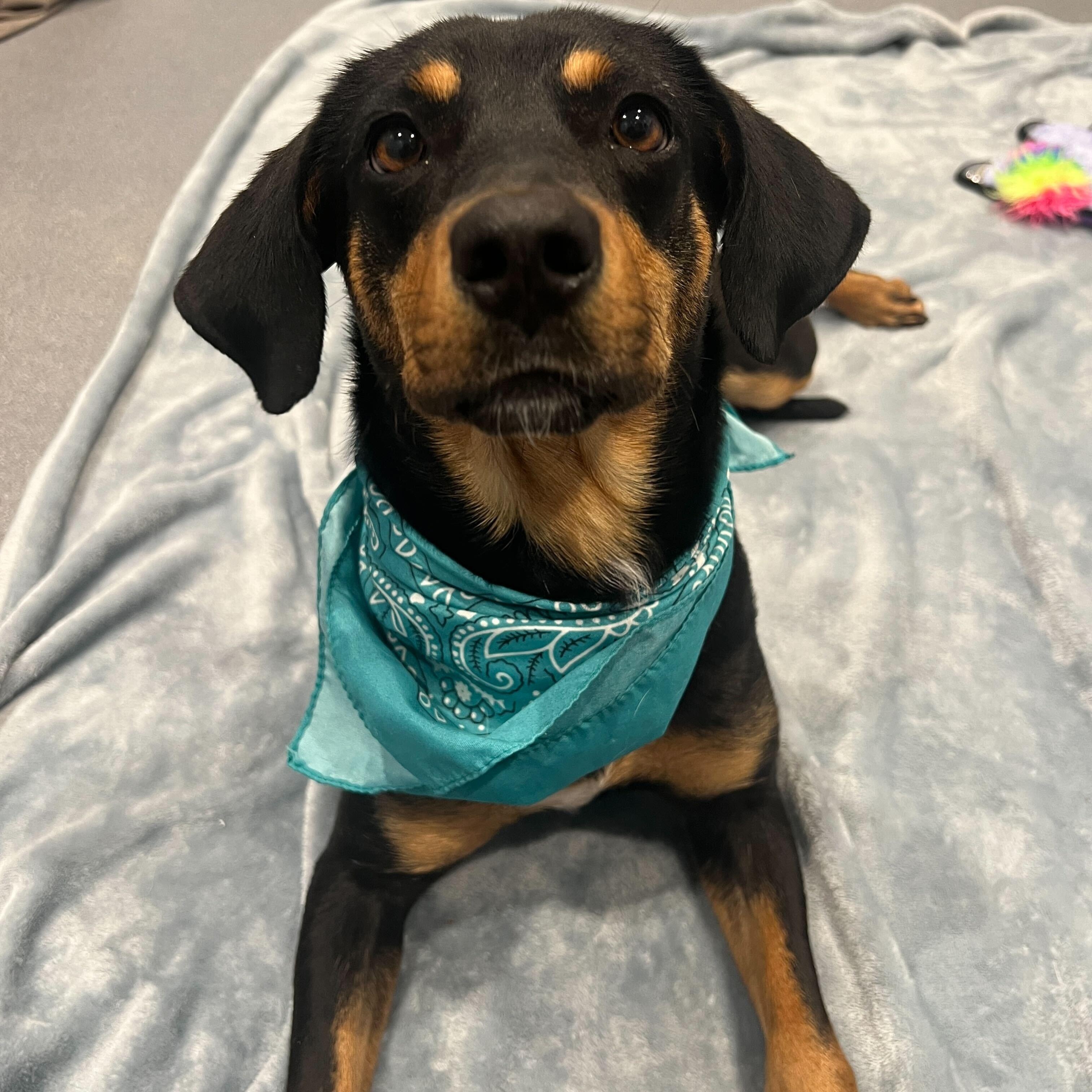 Enlarge Birdo, an adoptable Mixed Breed in Canal Winchester, OH image 3/3
