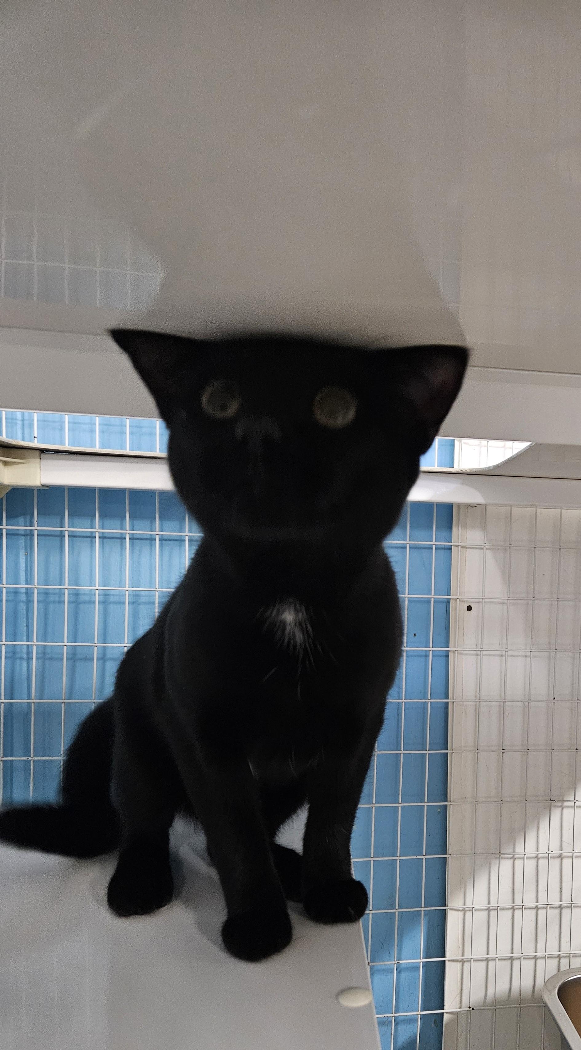 Spider, ADOPTABLE, Adult Male Domestic Short Hair.