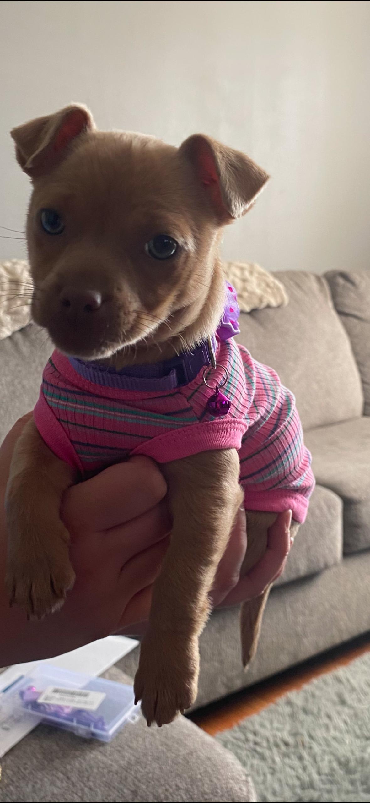 Enlarge Peyton, an adopted mixed breed in Spring hill, TN image 3/4