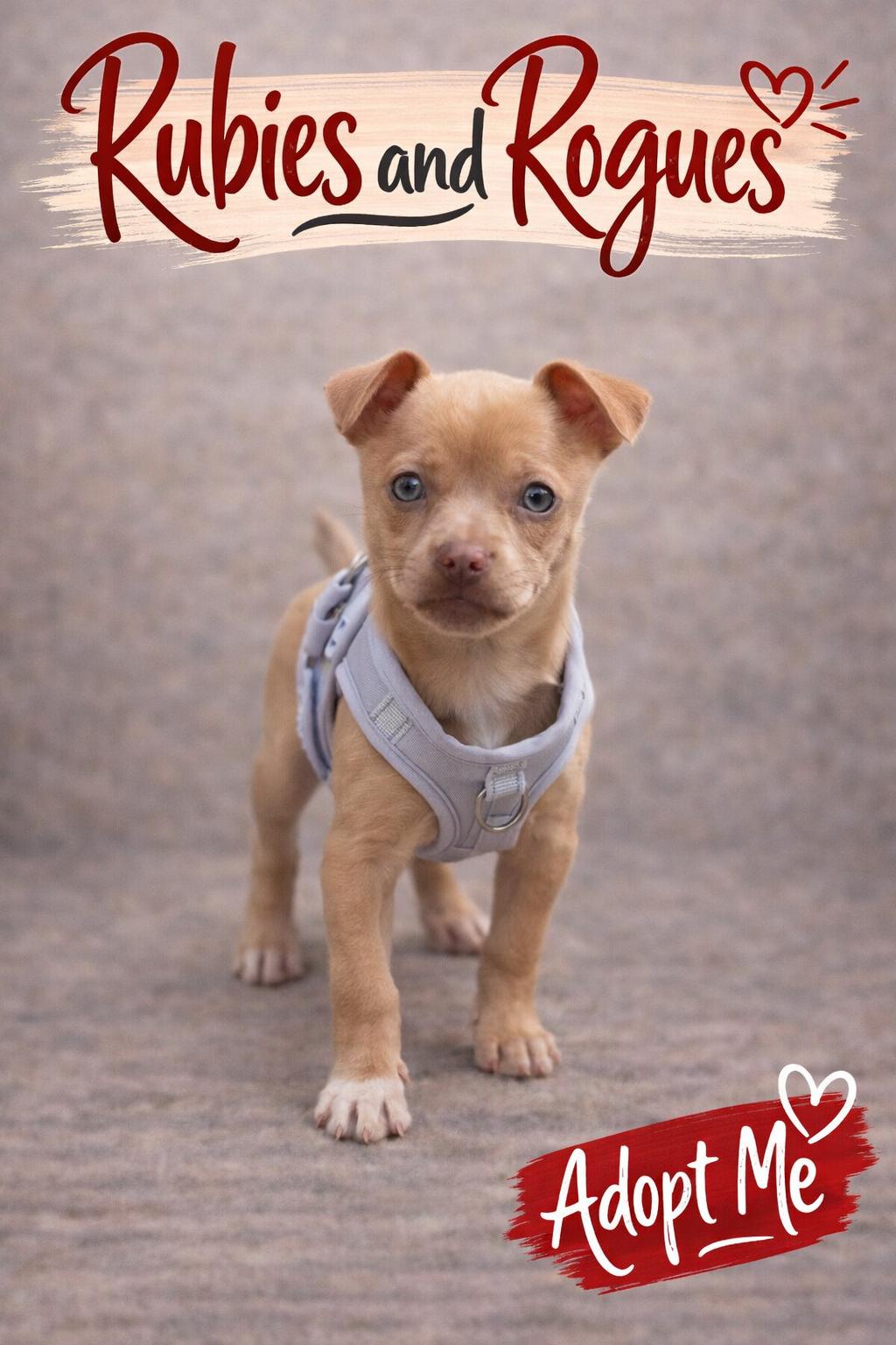 Peyton, adopted, Puppy Female Mixed Breed.