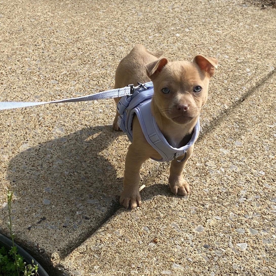 Enlarge Peyton, an adopted mixed breed in Spring hill, TN image 4/4