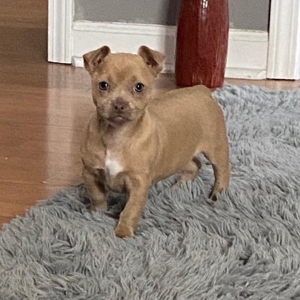 Enlarge Peyton, an adopted mixed breed in Spring hill, TN image 2/4