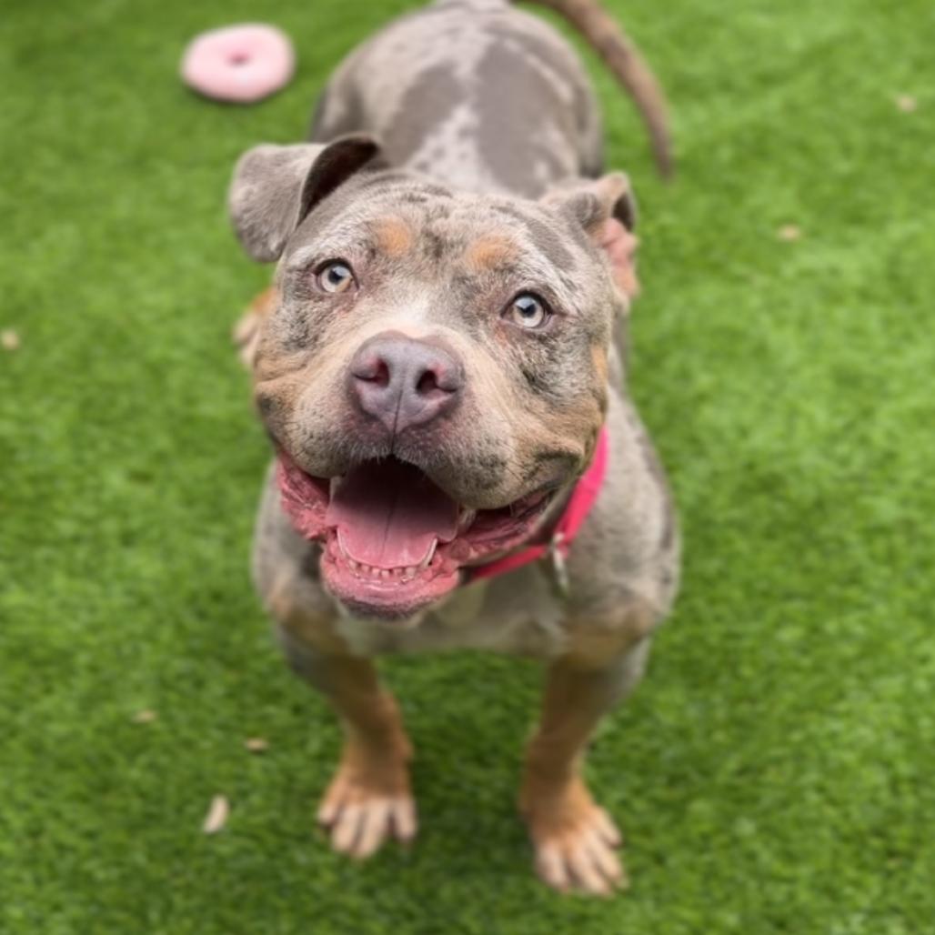 Enlarge Flower A2270685, a Adoptable Pit Bull Terrier in Middletown, NY image 1/6
