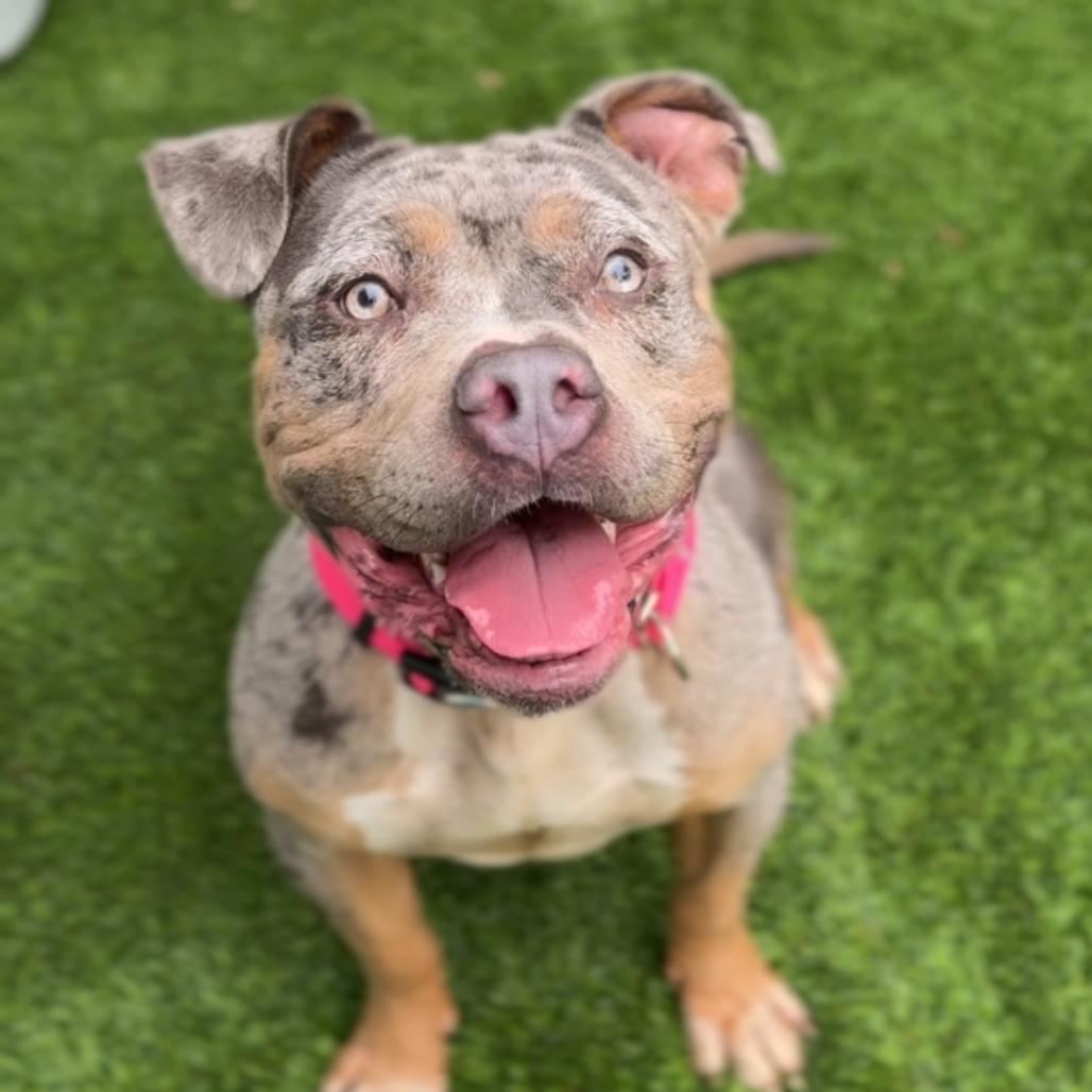 Enlarge Flower A2270685, a Adoptable Pit Bull Terrier in Middletown, NY image 2/6