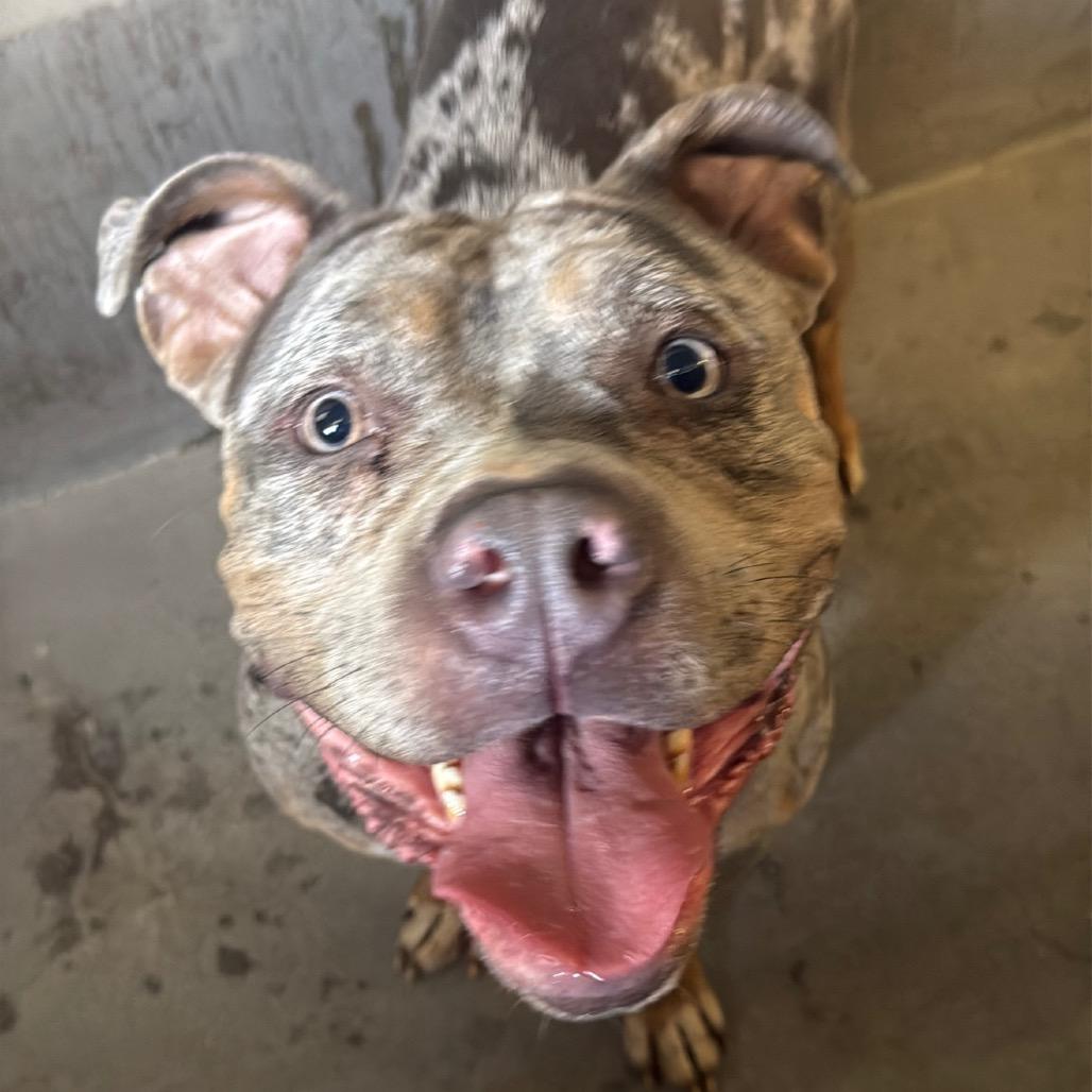 Enlarge Flower A2270685, a Adoptable Pit Bull Terrier in Middletown, NY image 3/6