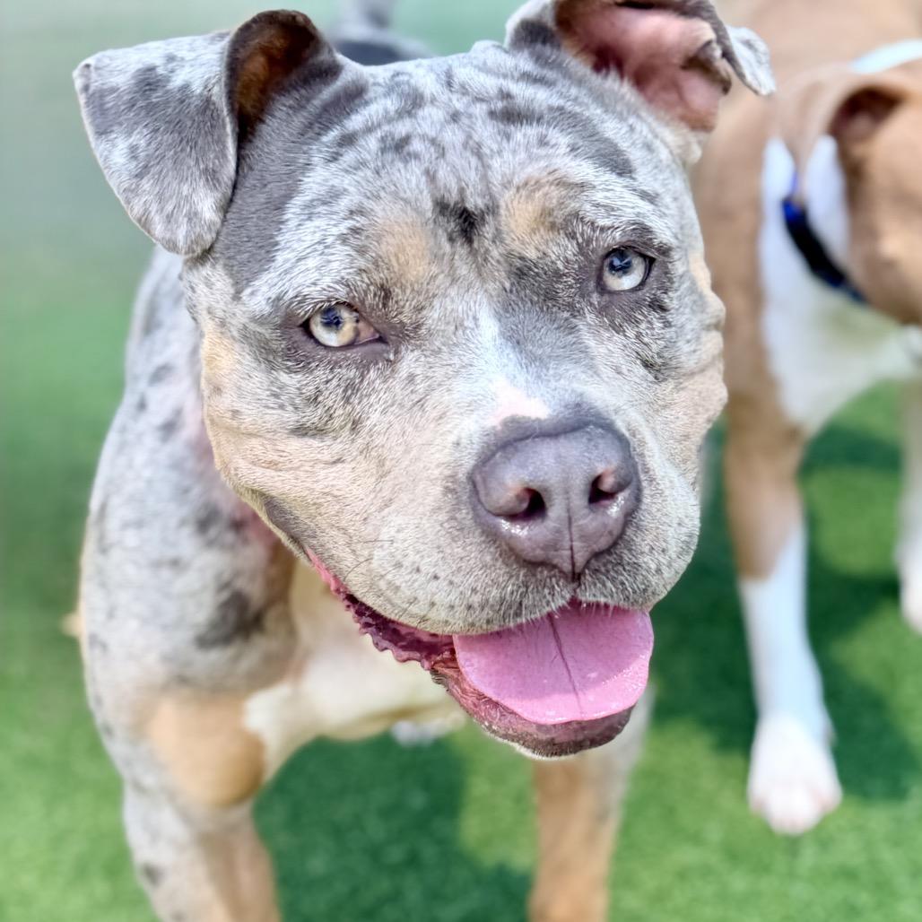 Enlarge Flower A2270685, a Adoptable Pit Bull Terrier in Middletown, NY image 4/6