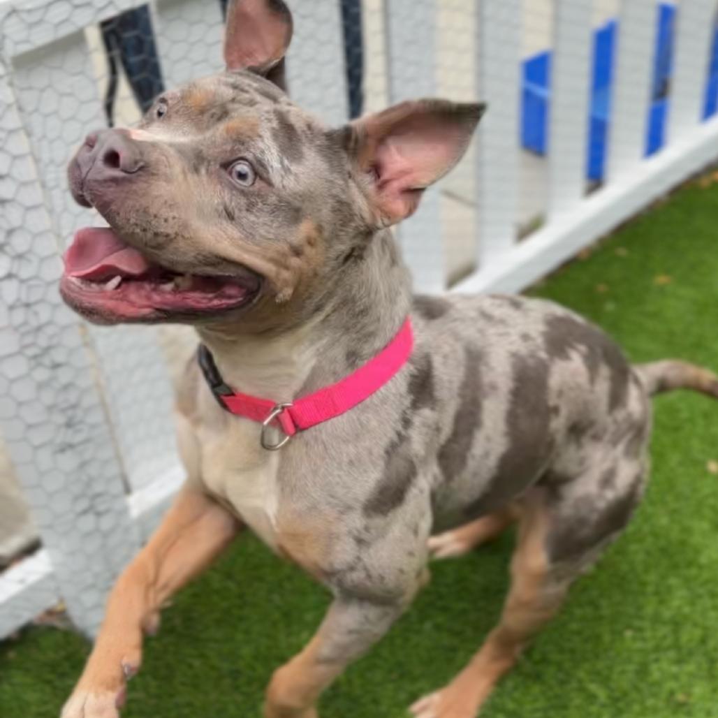 Enlarge Flower A2270685, a Adoptable Pit Bull Terrier in Middletown, NY image 5/6