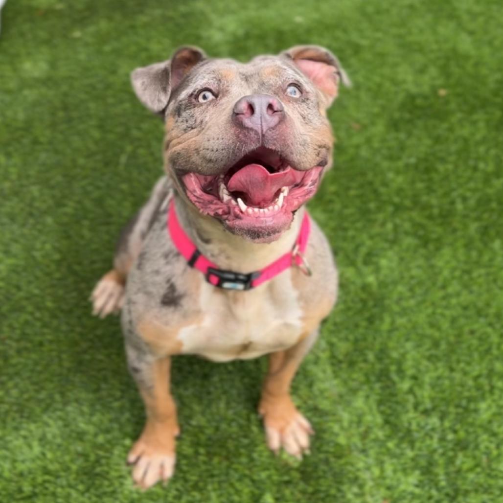 Enlarge Flower A2270685, a Adoptable Pit Bull Terrier in Middletown, NY image 6/6