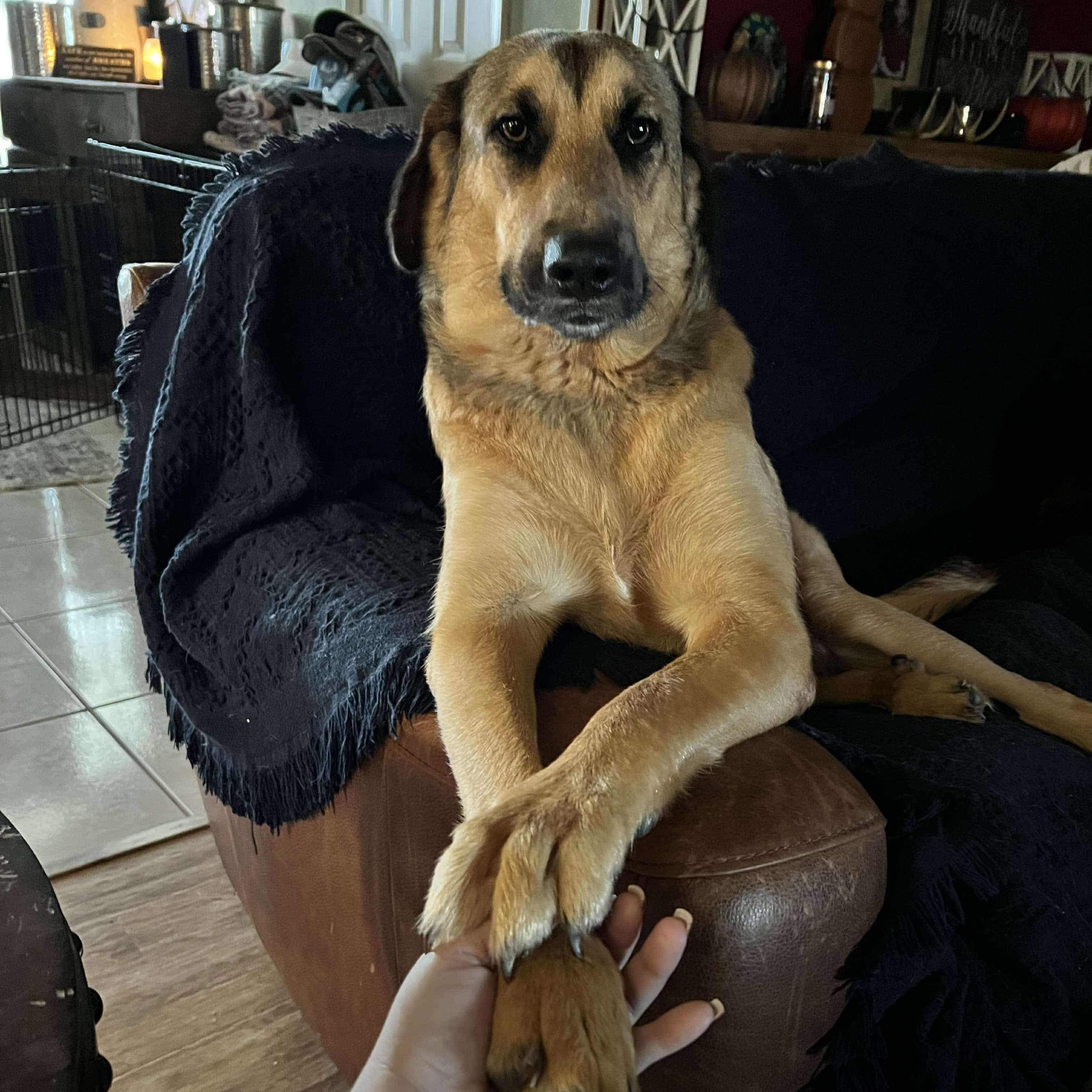 Enlarge Betty, a Adopted mixed breed in Portland, ME image 6/6