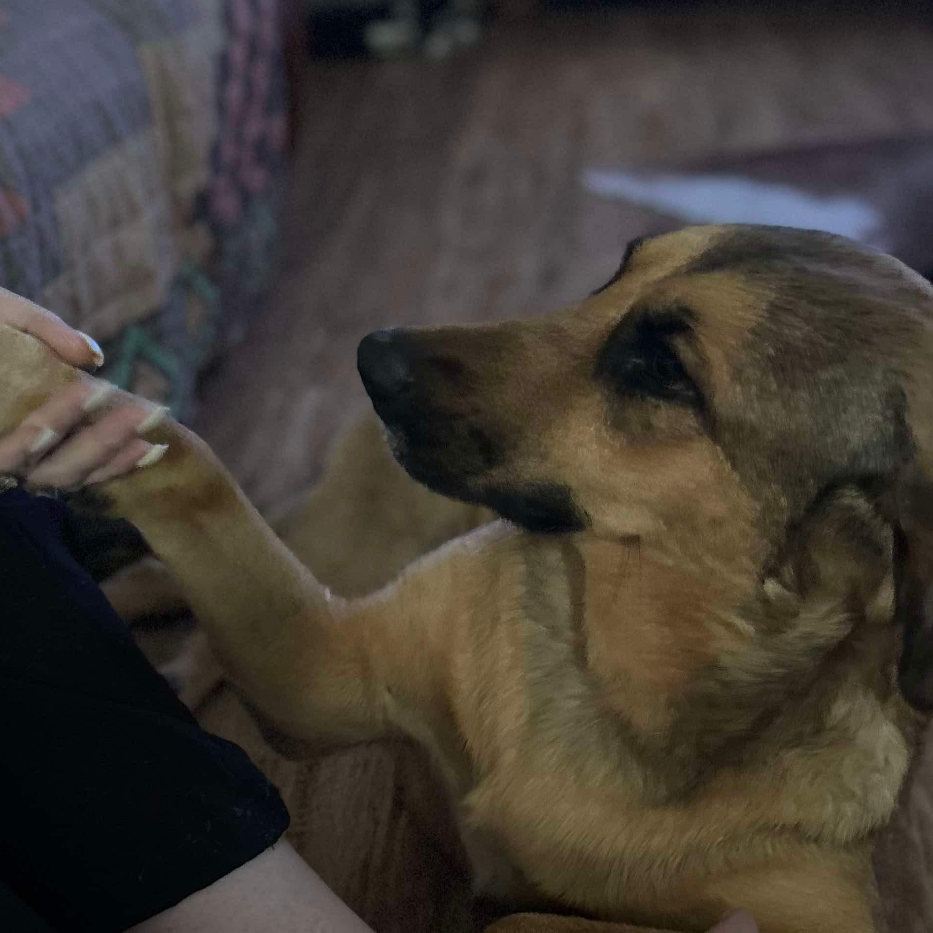 Enlarge Betty, a Adopted mixed breed in Portland, ME image 2/6