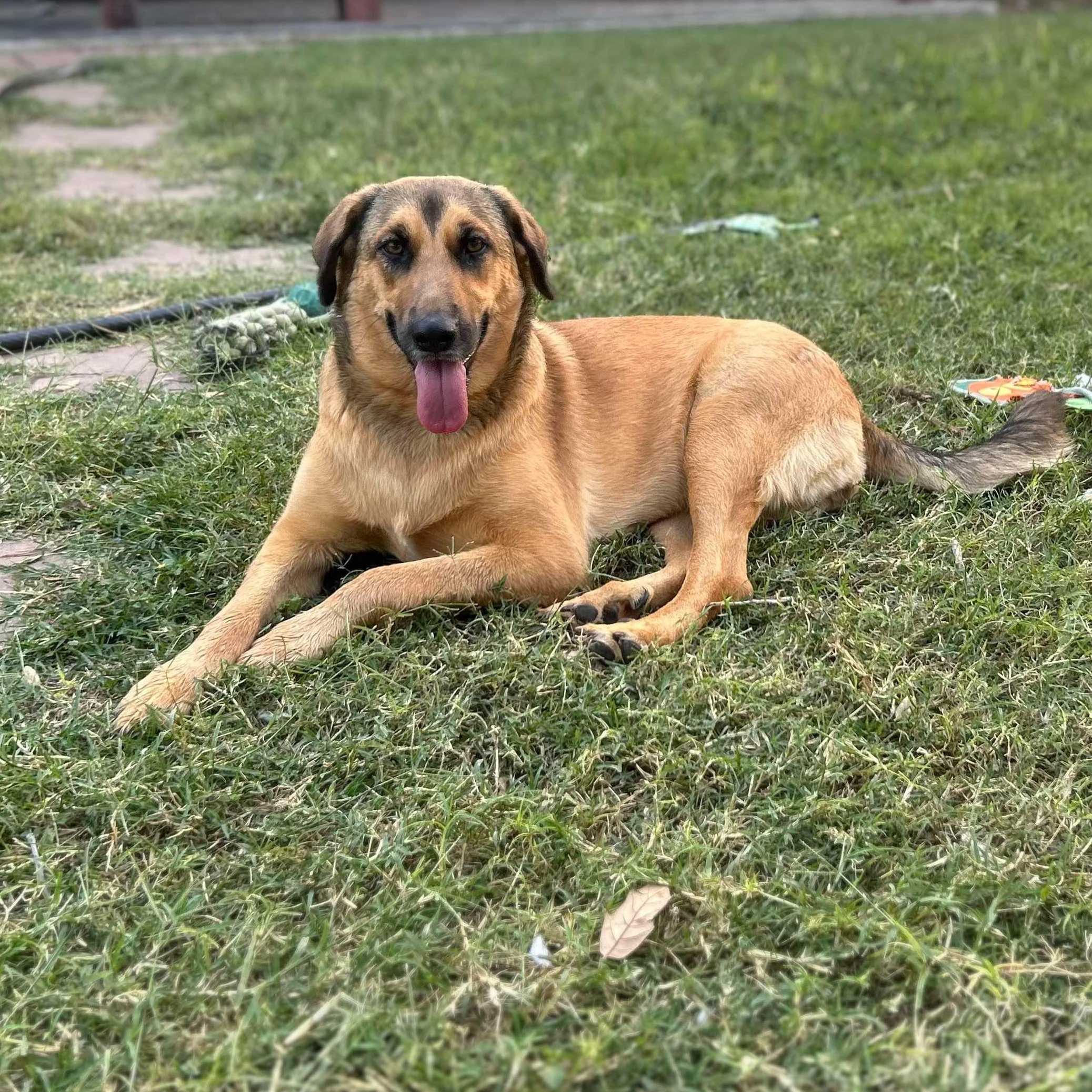 Enlarge Betty, a Adopted mixed breed in Portland, ME image 3/6