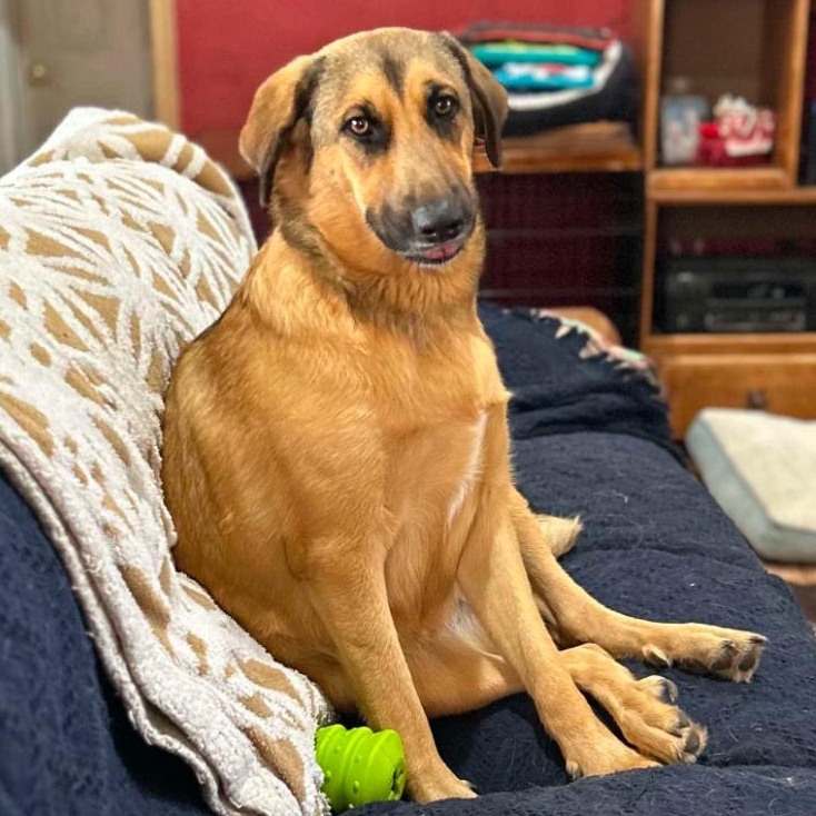 Enlarge Betty, a Adopted mixed breed in Portland, ME image 1/6