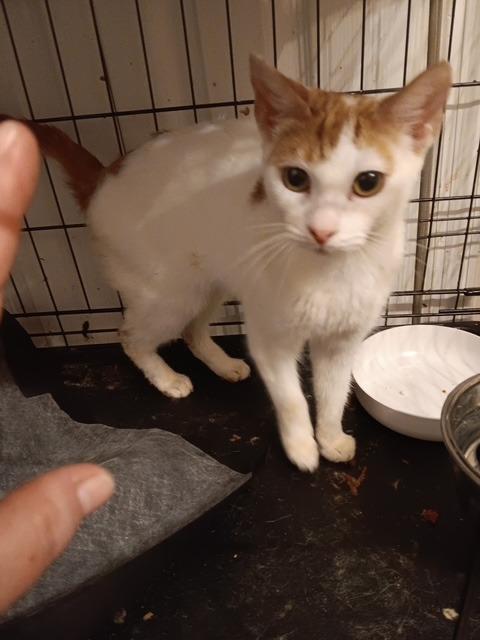 Clyde-2, Adoptable, Young Female Domestic Short Hair.