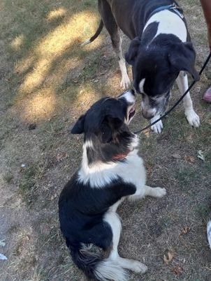 Oso, Adoptable, Senior Male Collie.