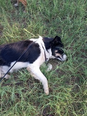 Enlarge Oso, a Adoptable Collie in OKLAHOMA CITY, OK image 4/10