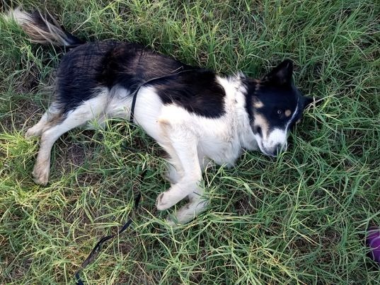 Enlarge Oso, a Adoptable Collie in OKLAHOMA CITY, OK image 5/10