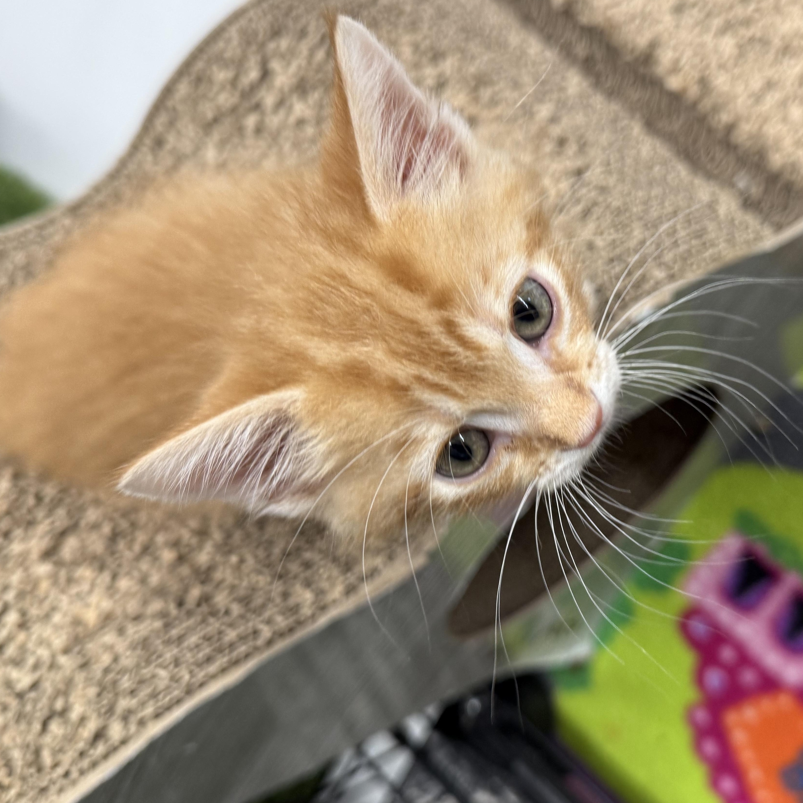 Enlarge Nuggett, a Adopted Tabby in Lebanon, KY image 1/4