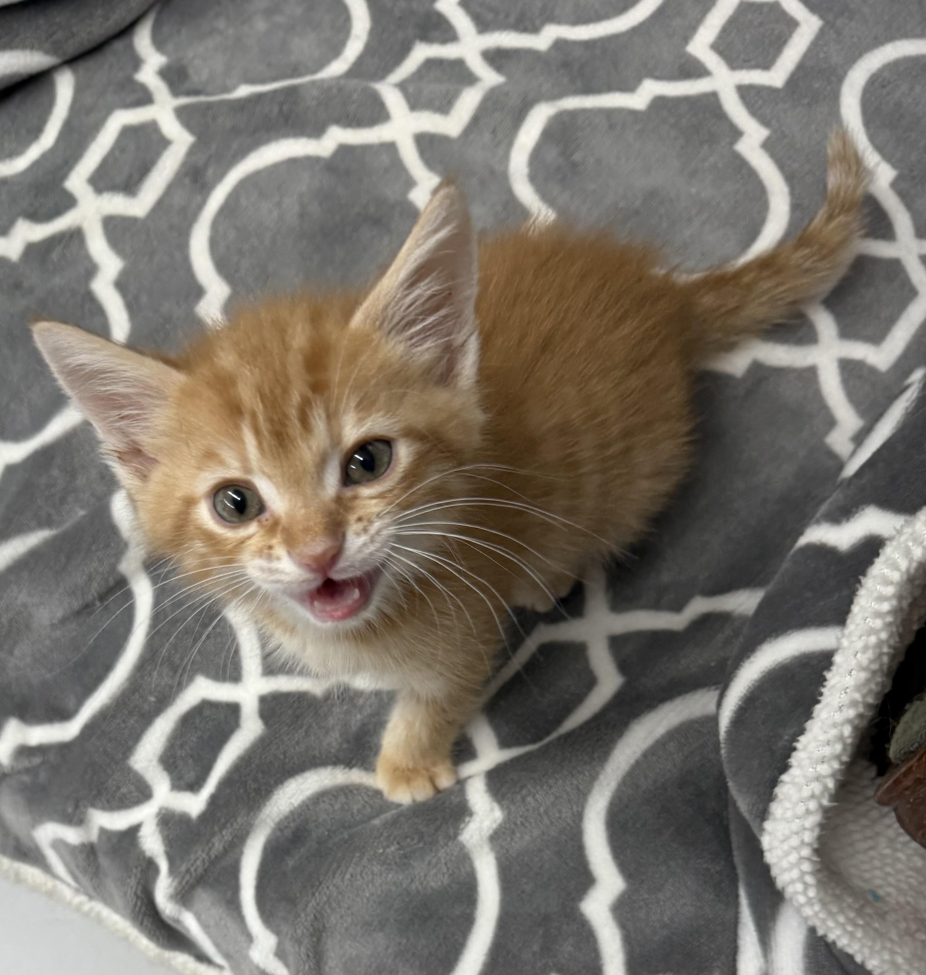 Enlarge Nuggett, a Adopted Tabby in Lebanon, KY image 2/4