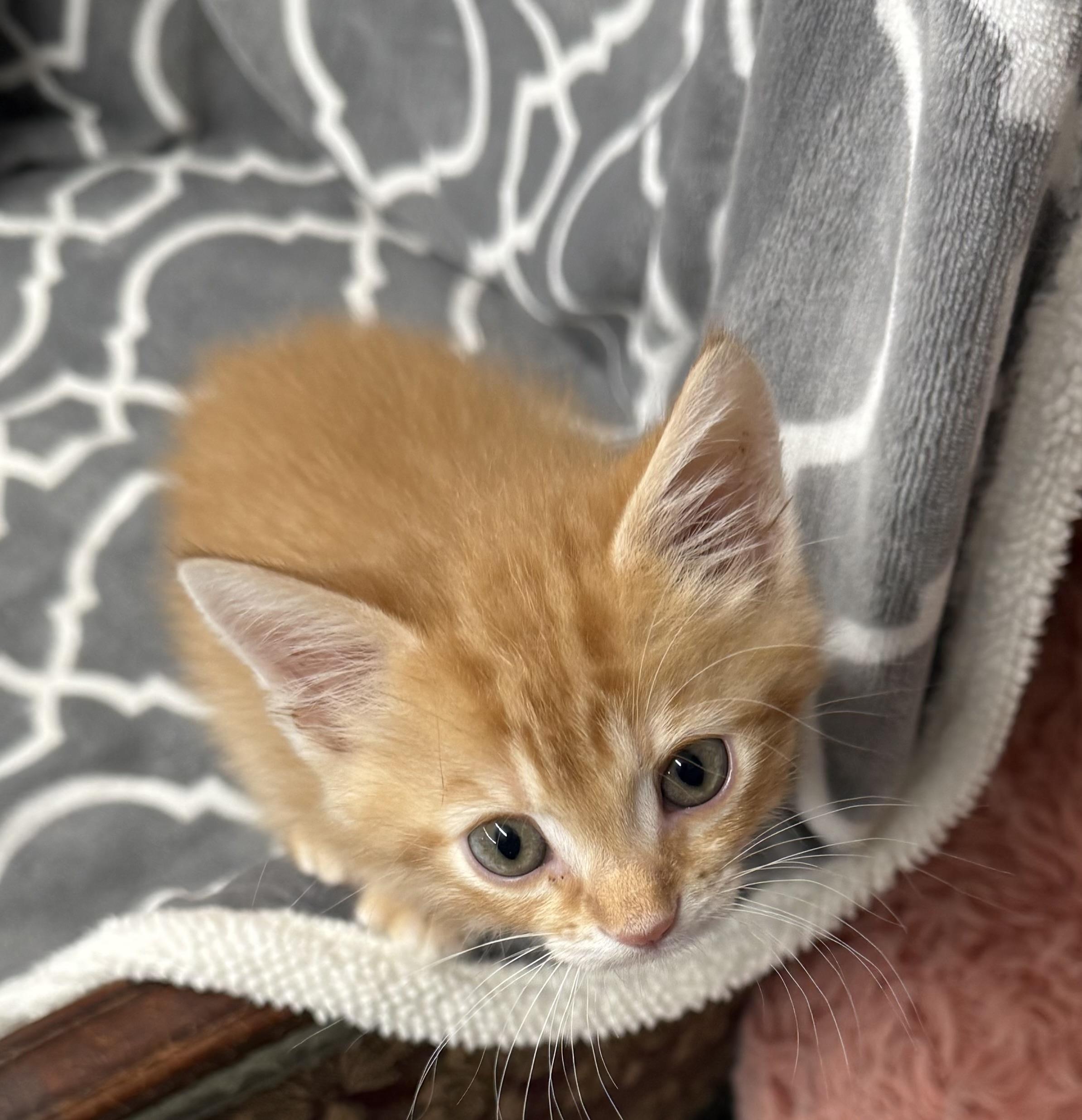 Enlarge Nuggett, a Adopted Tabby in Lebanon, KY image 3/4
