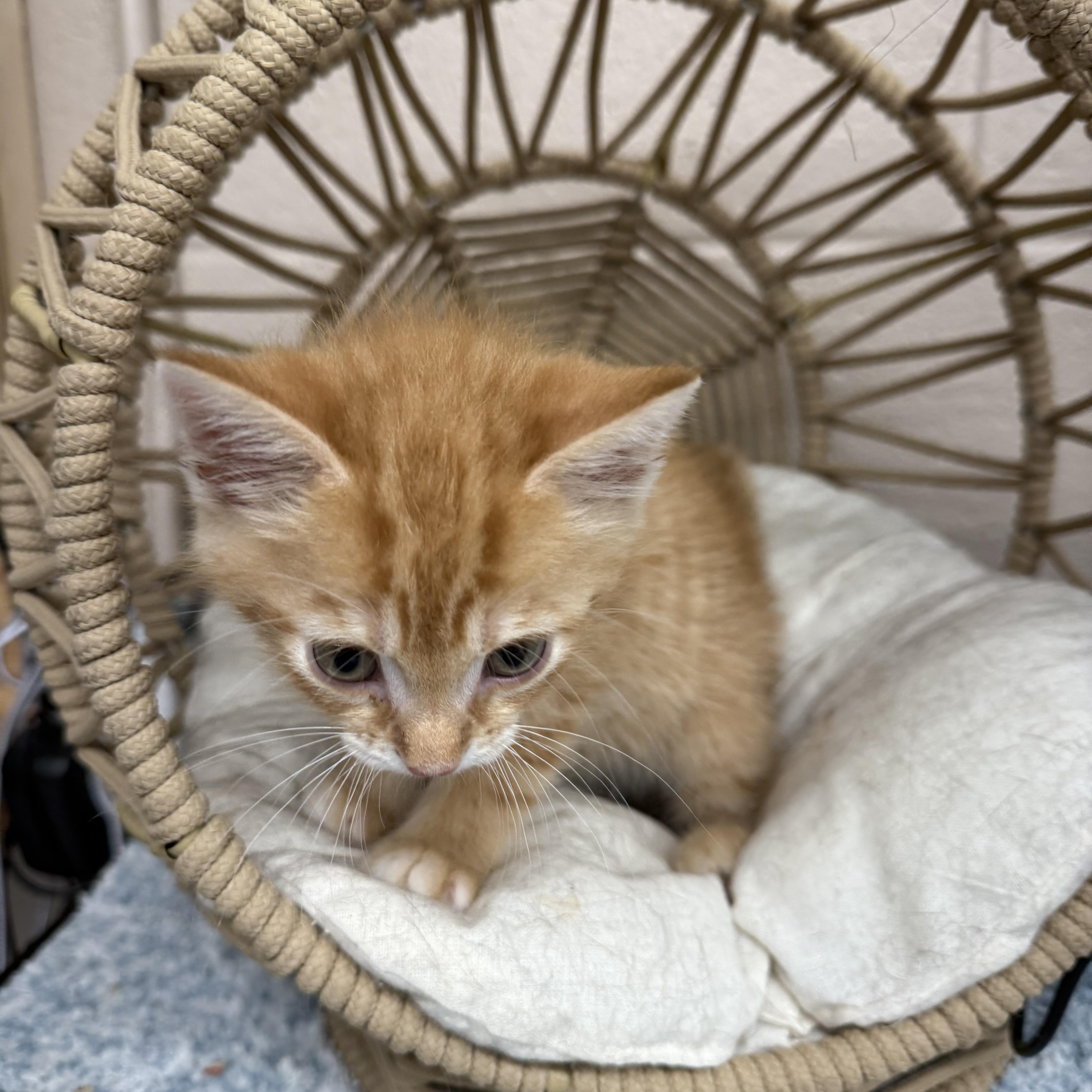 Enlarge Nuggett, a Adopted Tabby in Lebanon, KY image 4/4