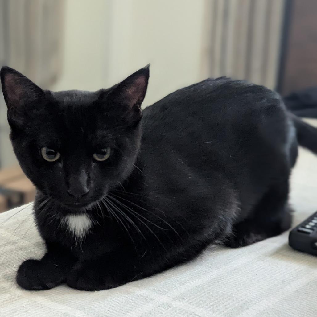 Pepper — thumbnail 2