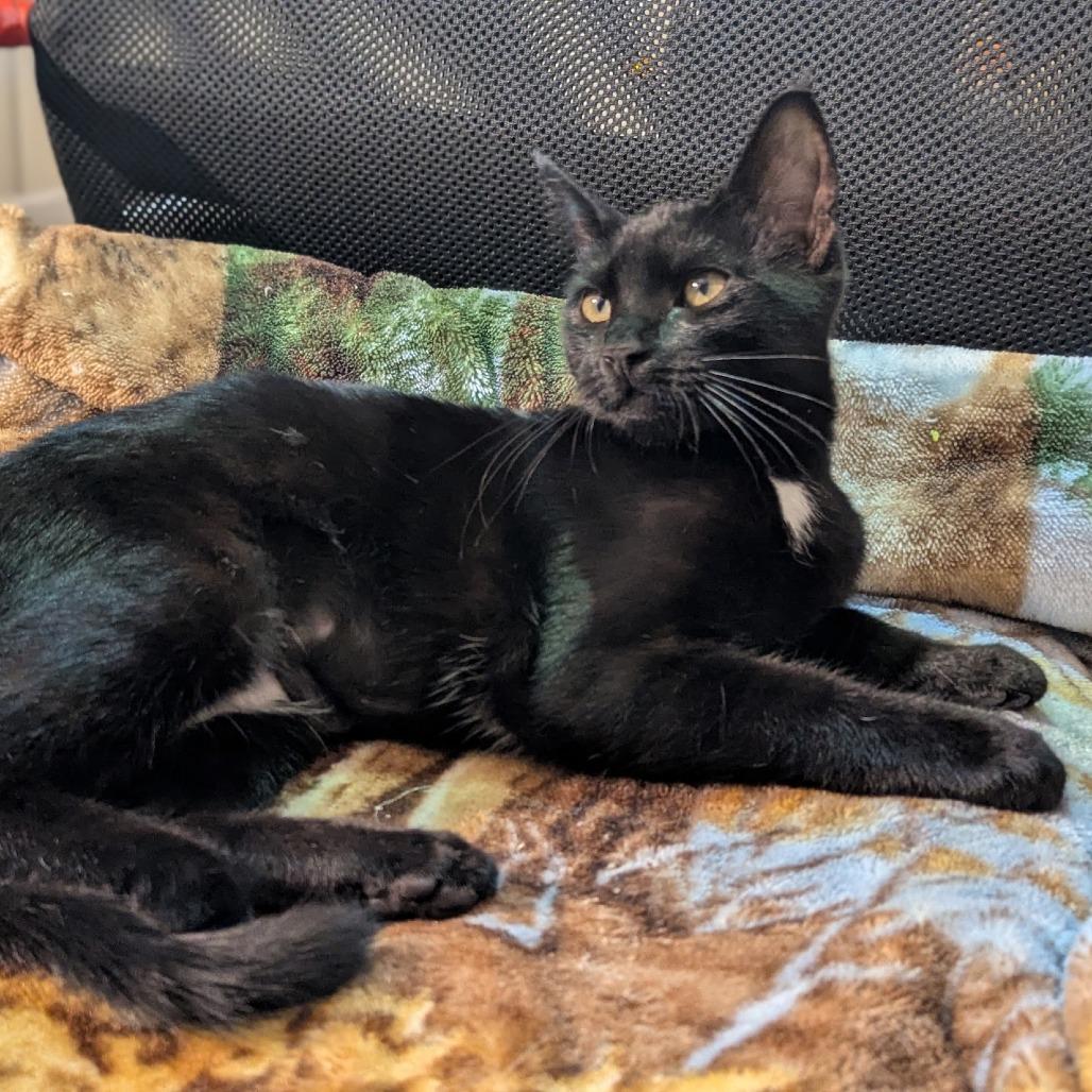 Pepper — thumbnail 4