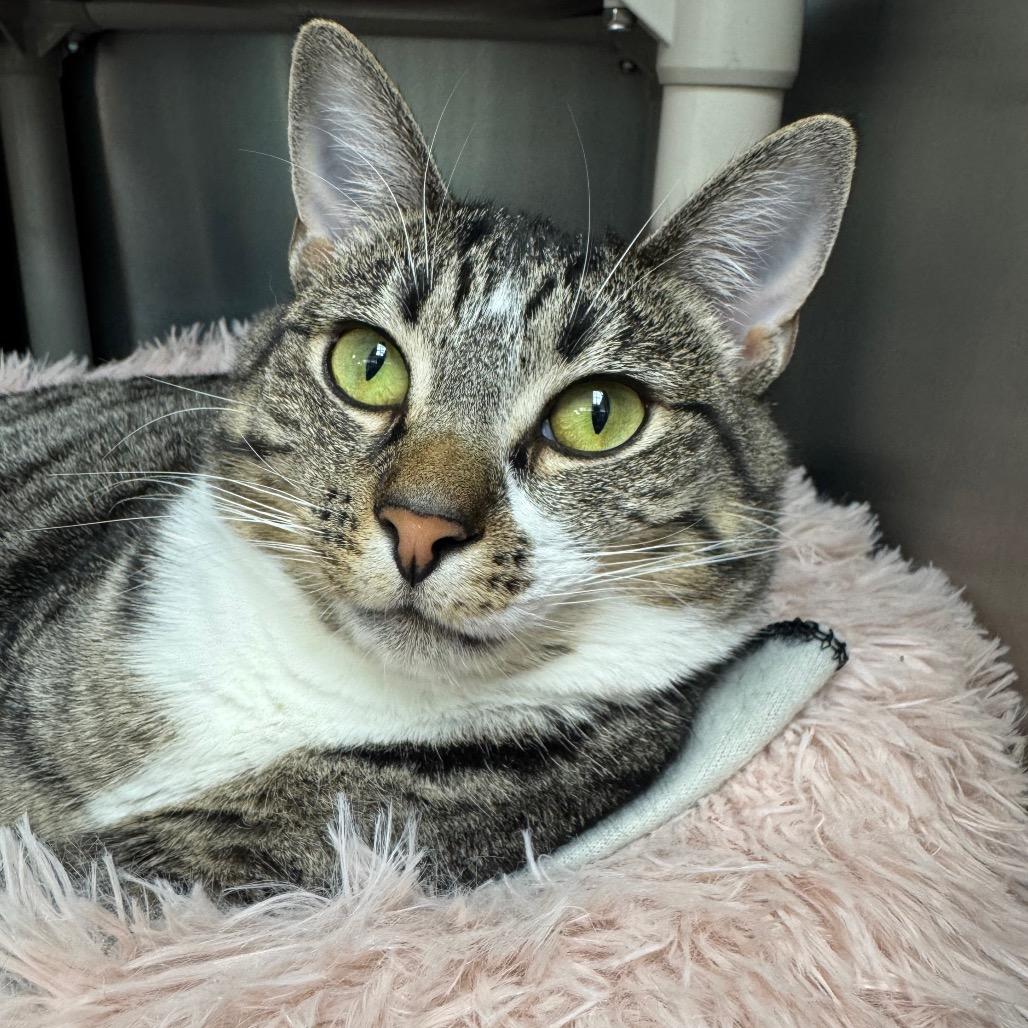 Enlarge "Valentina", a Adoptable Domestic Short Hair in Perkiomenville, PA image 2/3