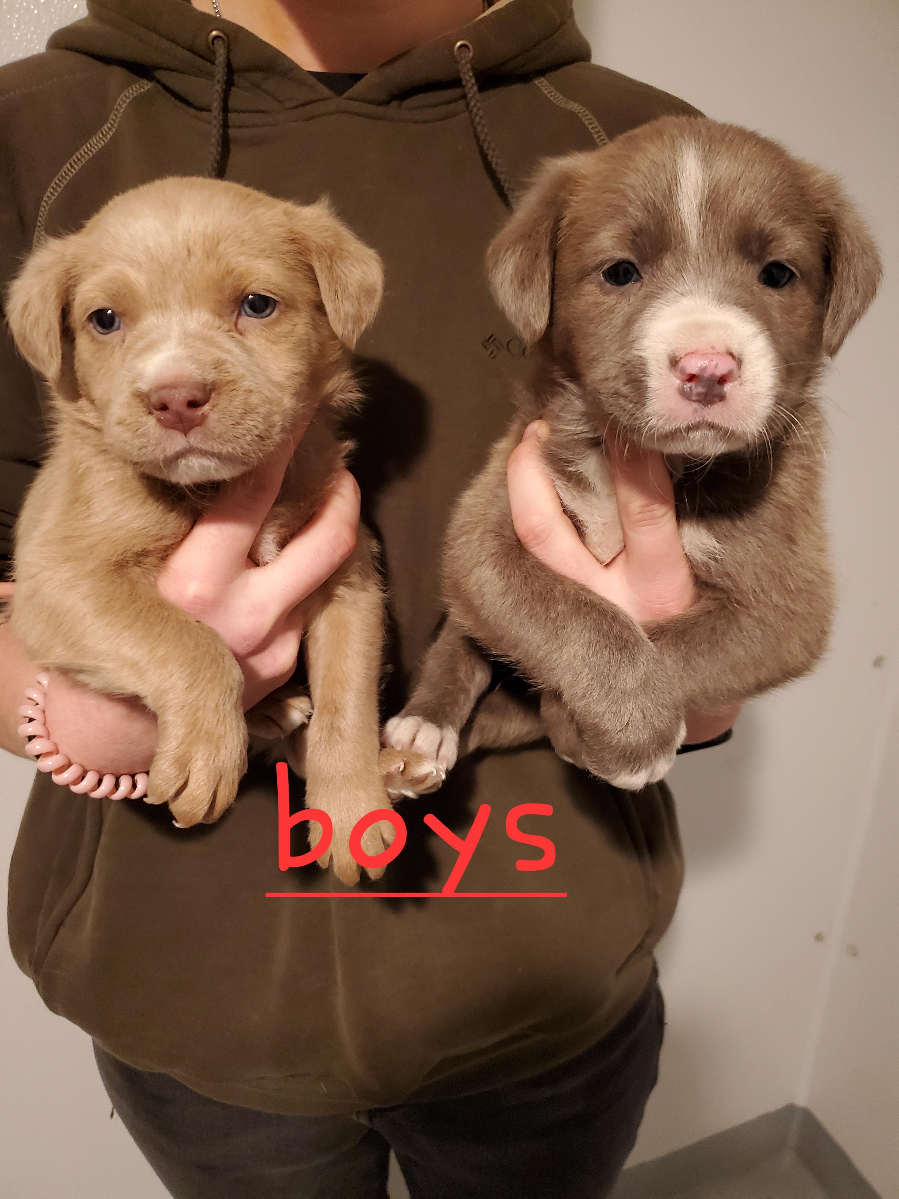 Oliver and littermates.  , ADOPTABLE, Puppy Male Labrador Retriever & Husky.