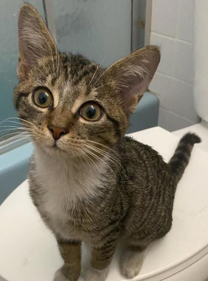 Enlarge Avalon, a Adoptable Domestic Short Hair in Pompano Beach, FL image 1/1