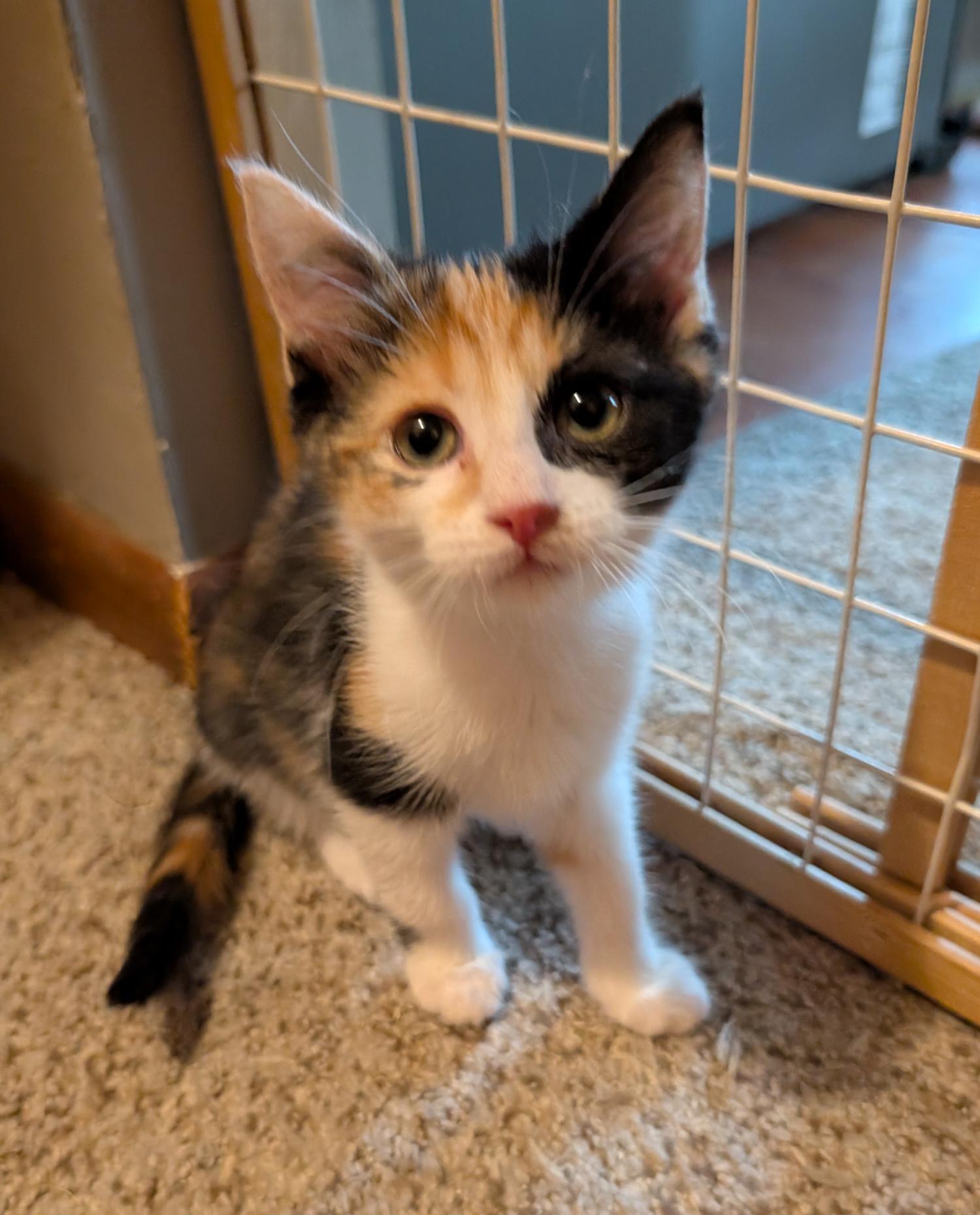 Enlarge Lettuce, a Adoptable Domestic Short Hair in Wadsworth, OH image 3/3