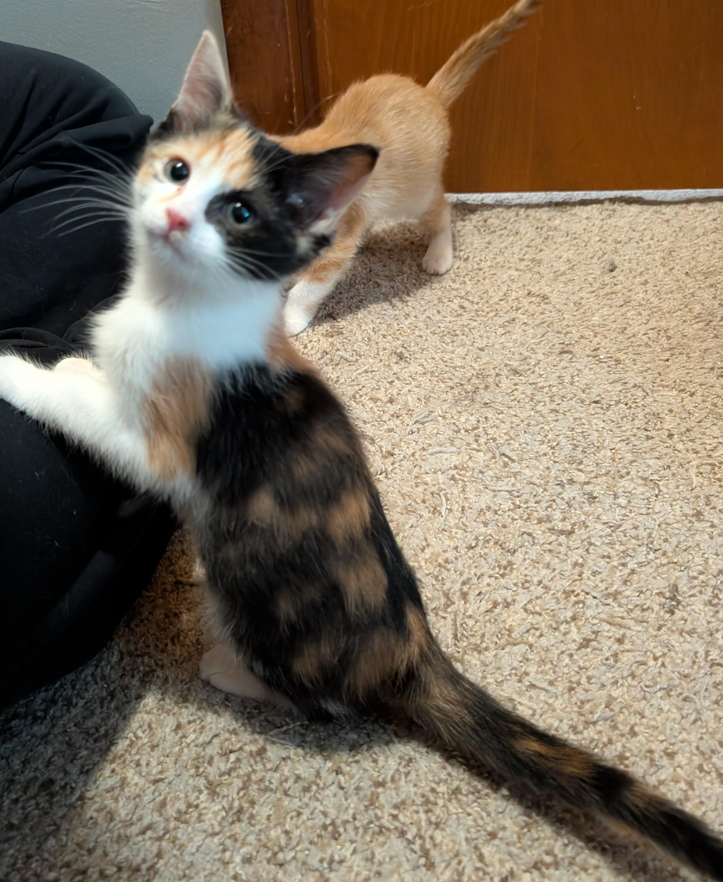 Enlarge Lettuce, a Adoptable Domestic Short Hair in Wadsworth, OH image 2/3